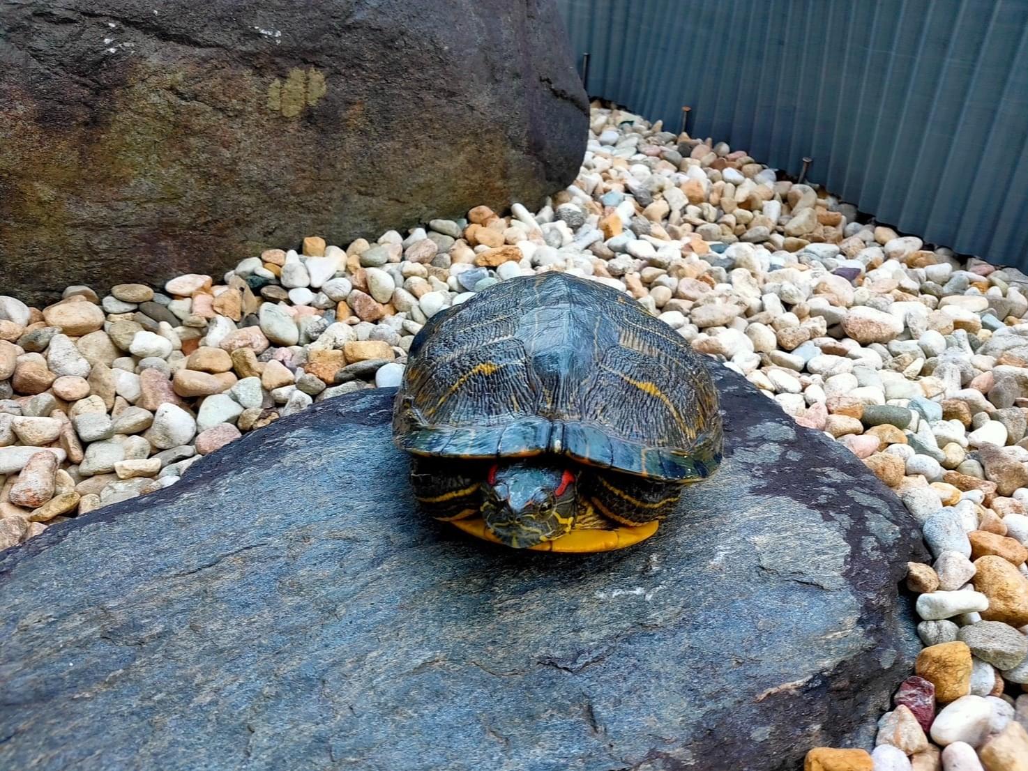 かめちゃん かめちゃん