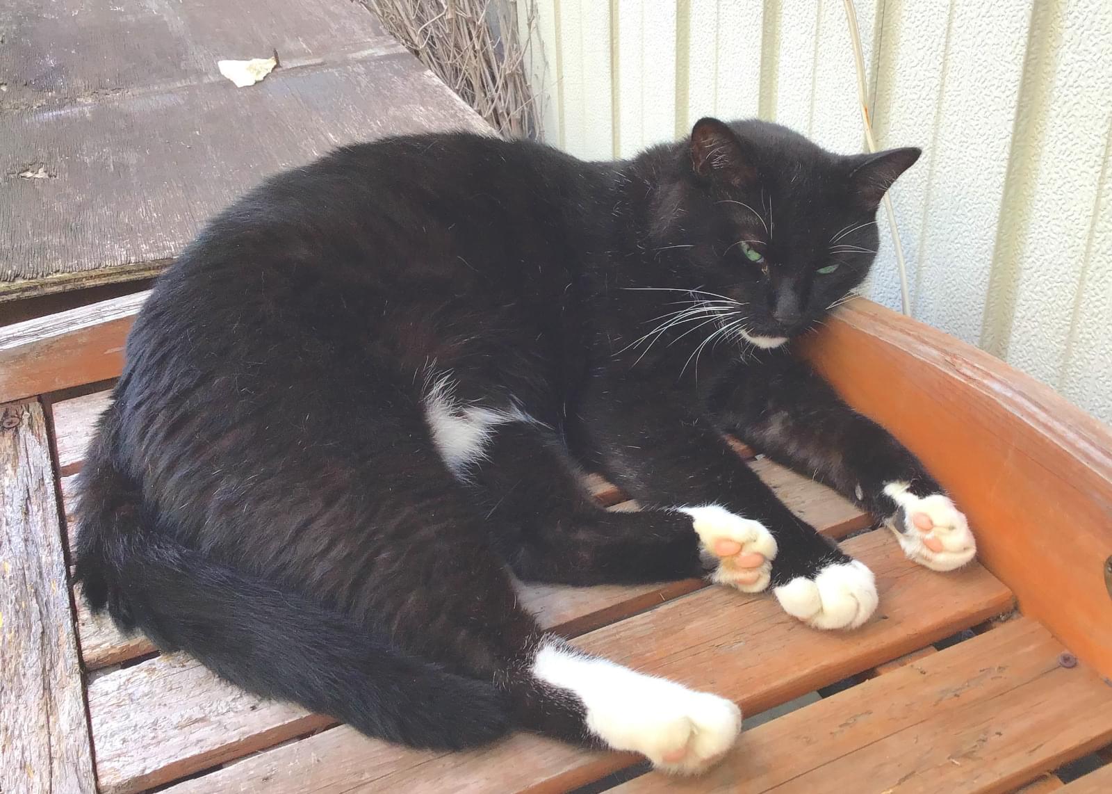 名古屋市守山区白山4丁目付近で靴下猫を探しています