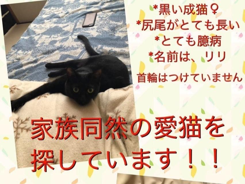 リリちゃん リリちゃん