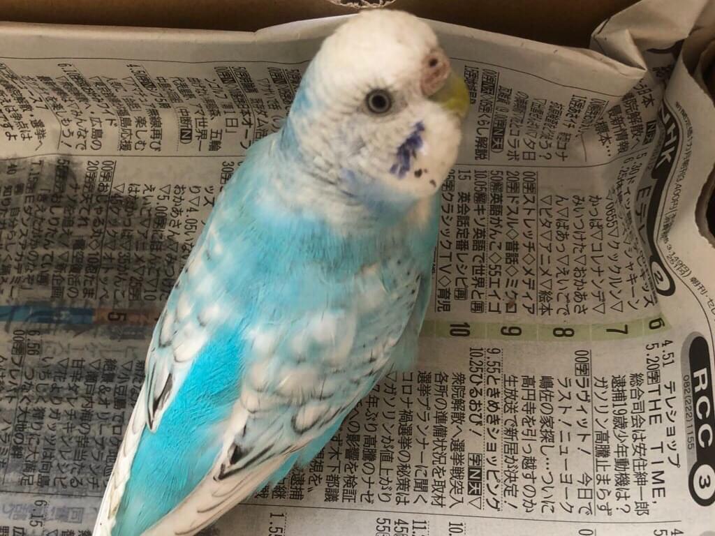 保護された鳥 保護された鳥