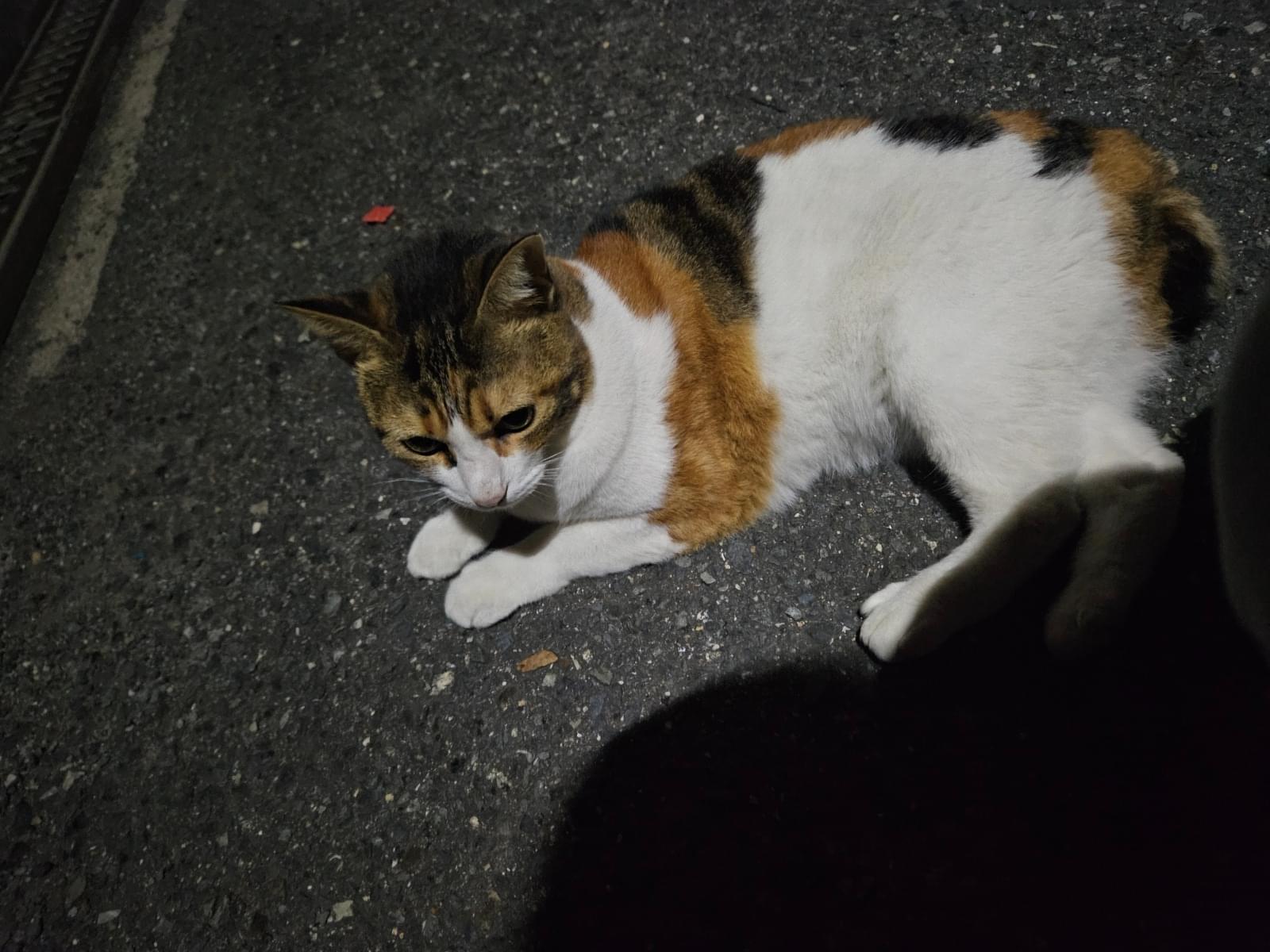 目撃された猫