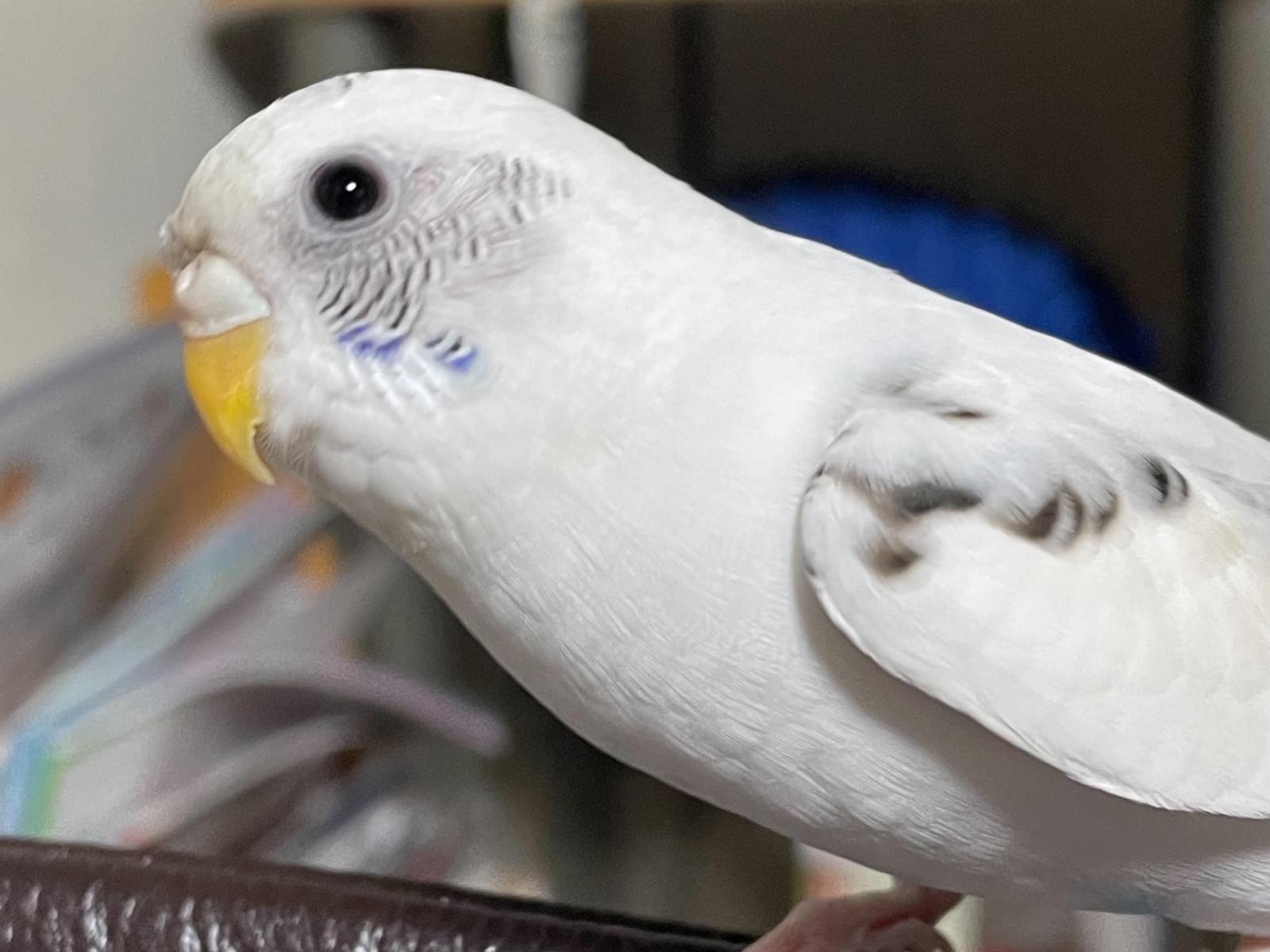 そらちゃん そらちゃん