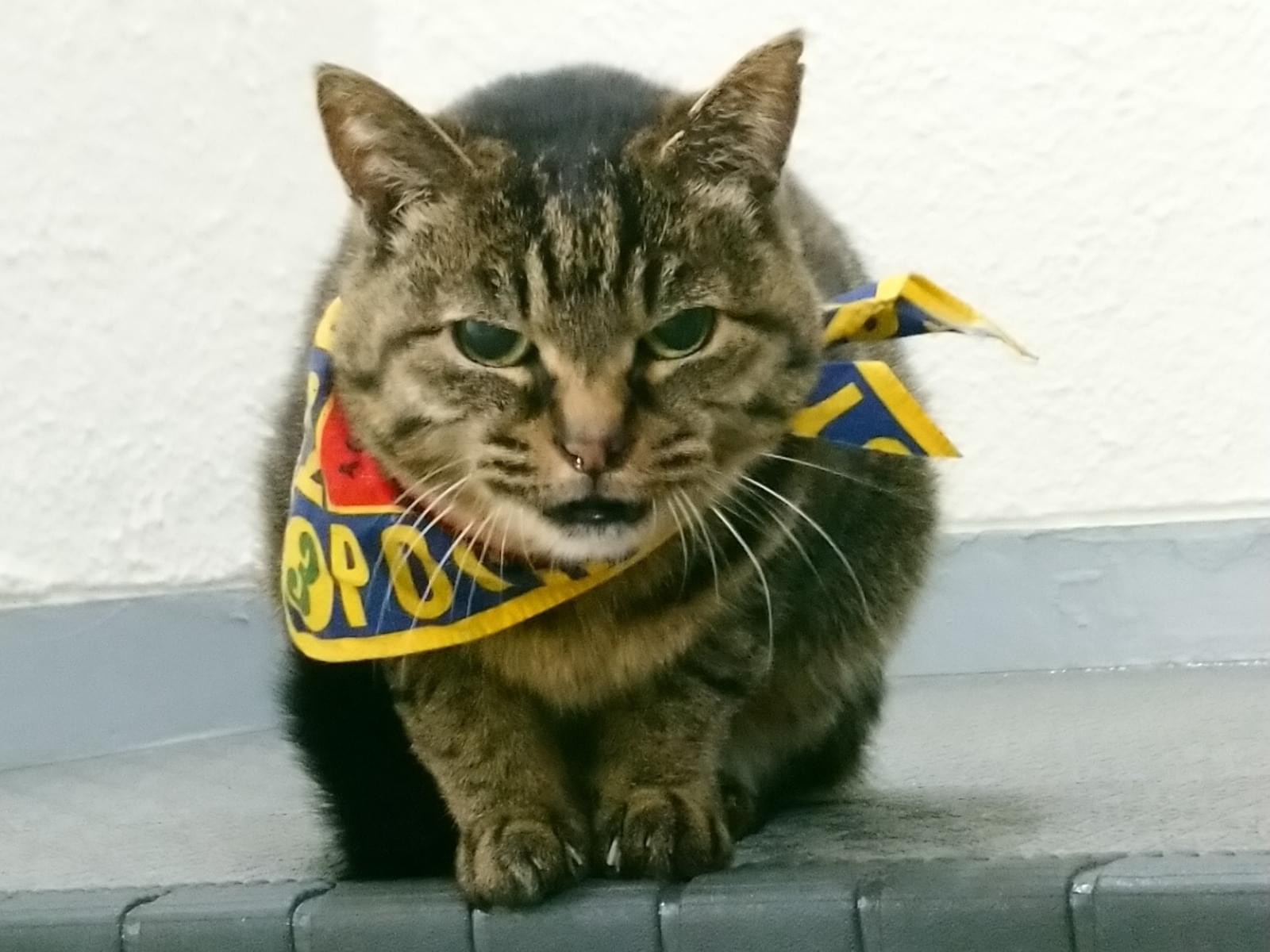 目撃された猫 目撃された猫