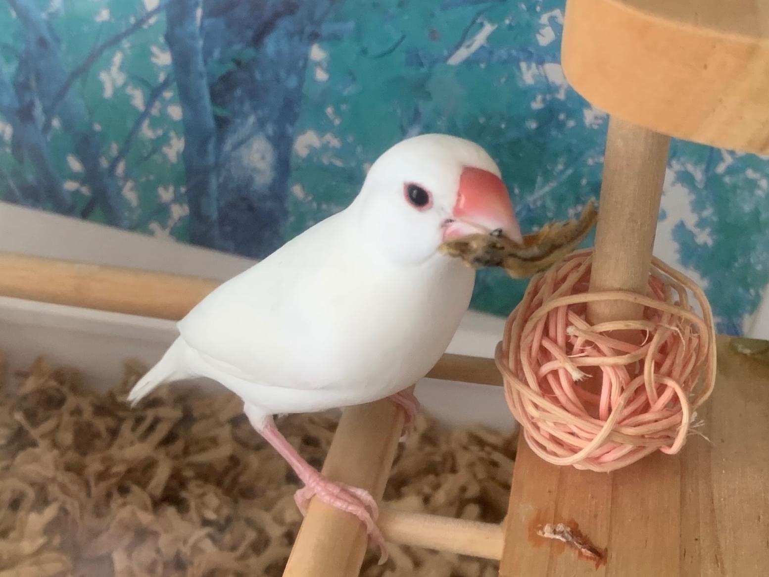 ラピちゃん