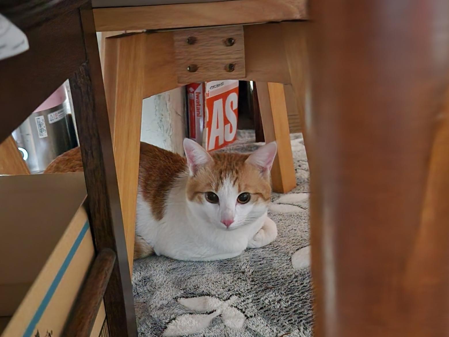 目撃された猫 目撃された猫