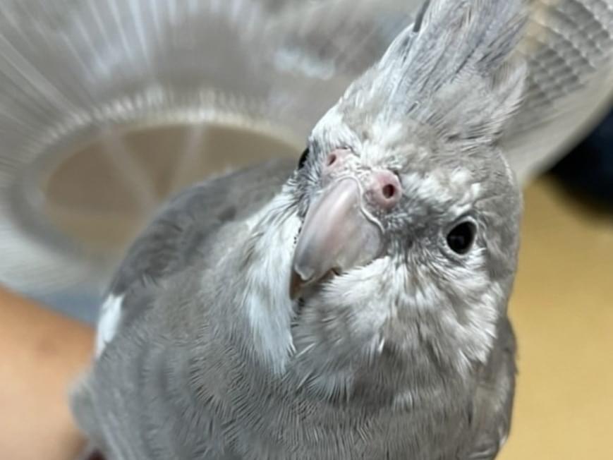 ももちゃん ももちゃん