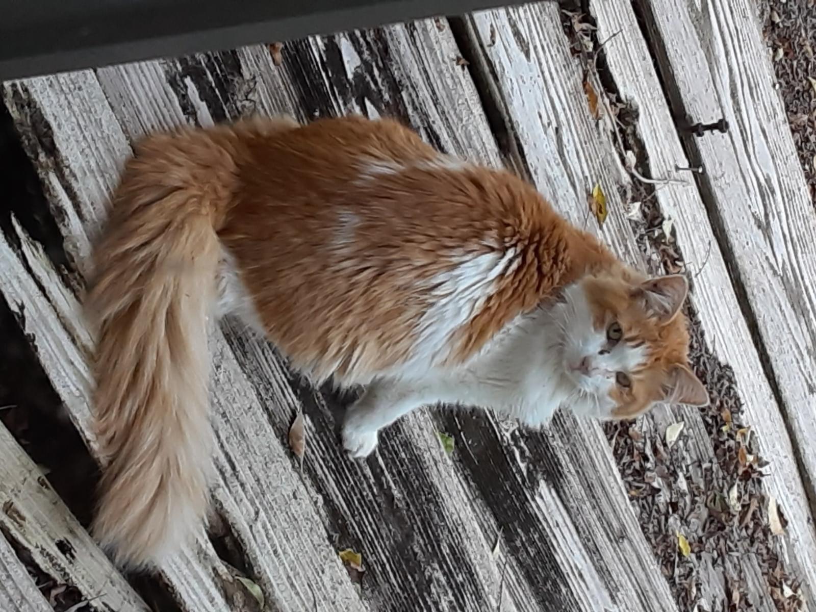 目撃された猫 目撃された猫