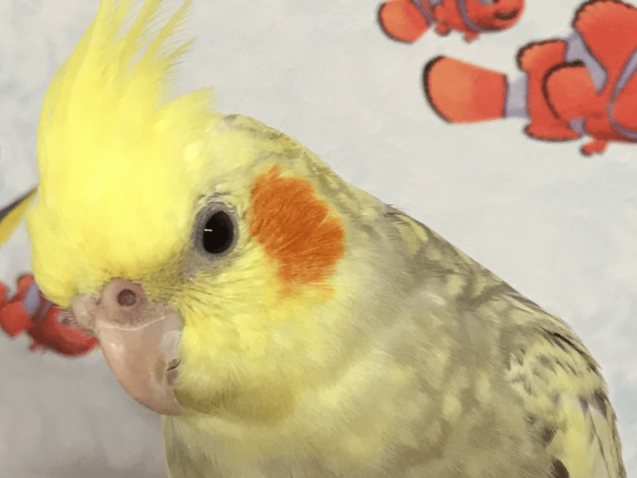 パインちゃん パインちゃん