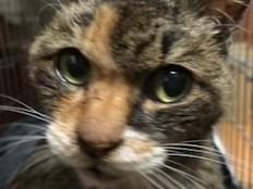 保護された猫 保護された猫