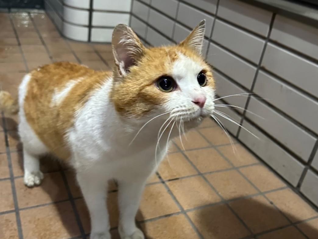 目撃された猫 目撃された猫