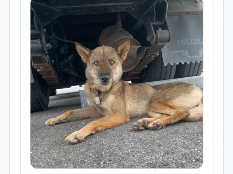 目撃された犬 目撃された犬