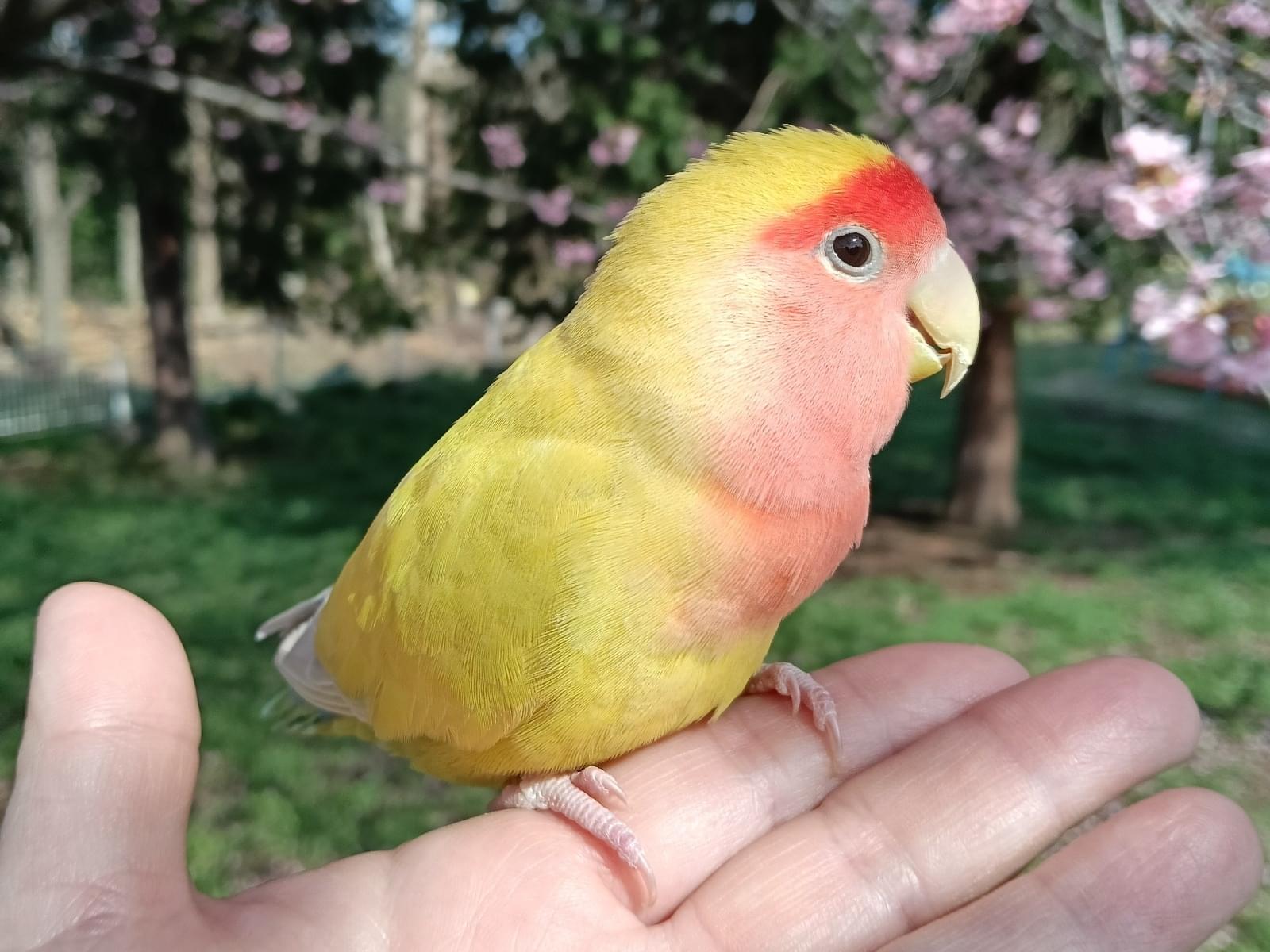 ちゅなちゃん ちゅなちゃん
