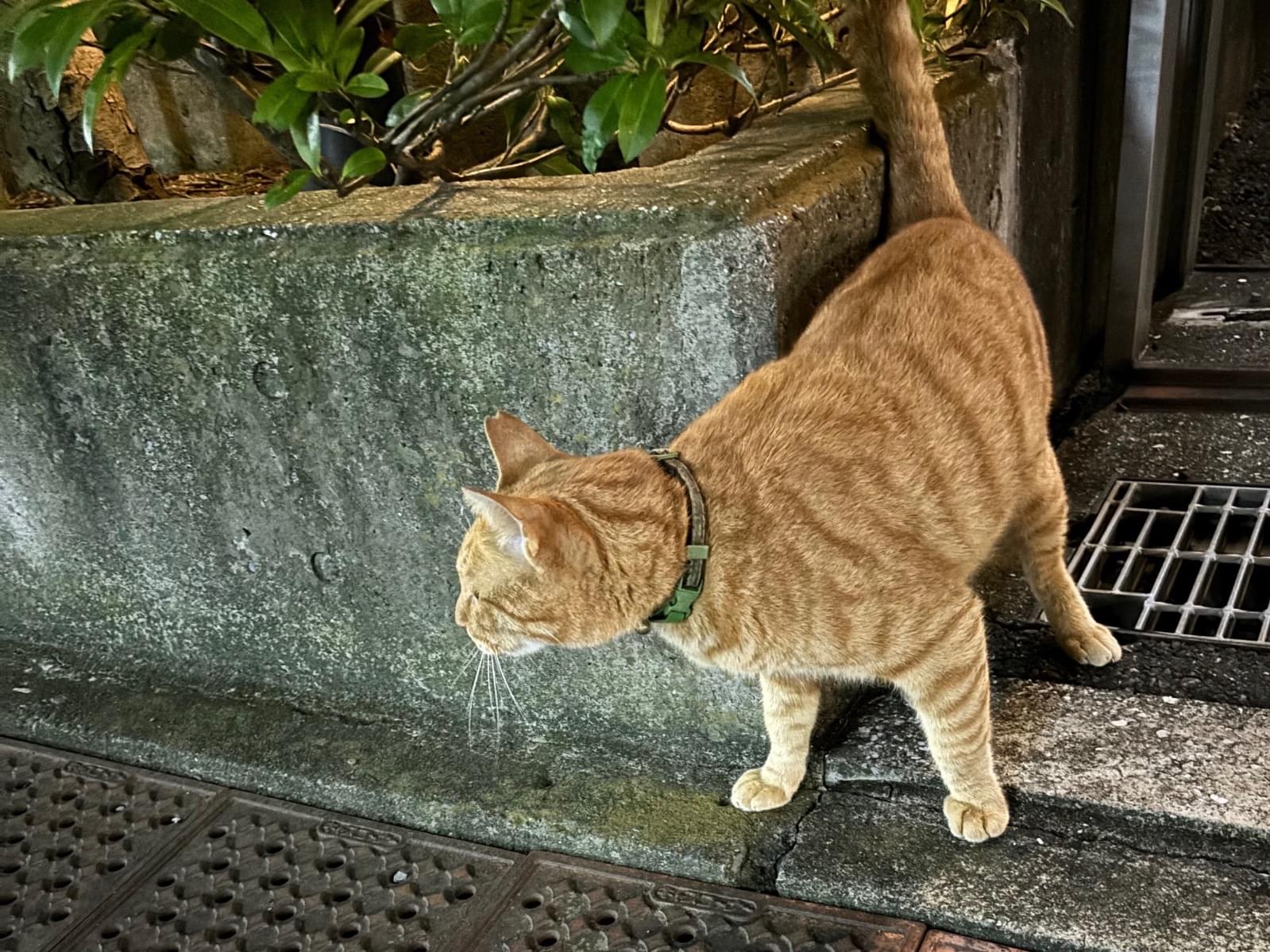 目撃された猫 目撃された猫