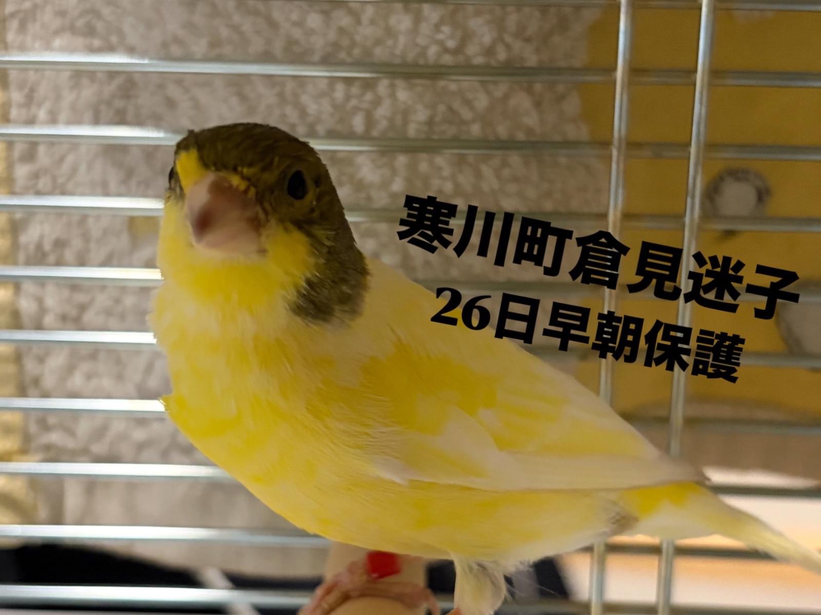 保護された鳥 保護された鳥
