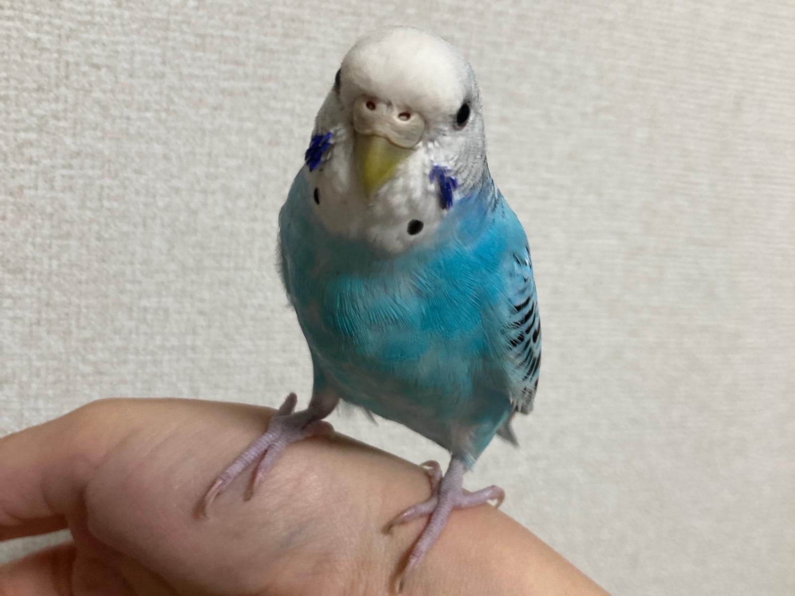 ニコちゃん ニコちゃん