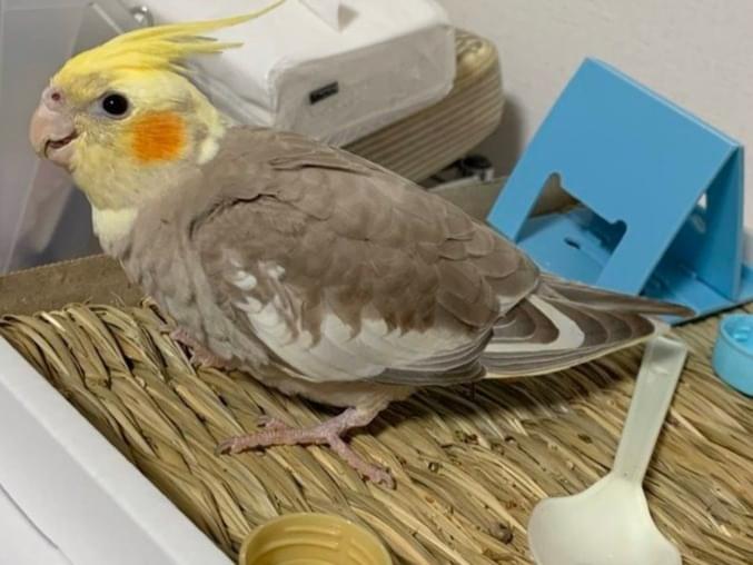 あずきちゃん あずきちゃん