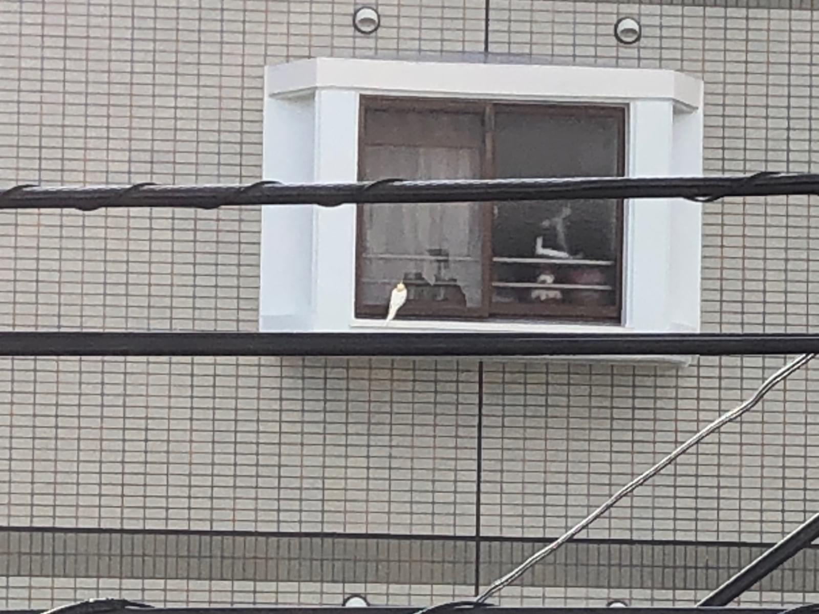 目撃された鳥 目撃された鳥
