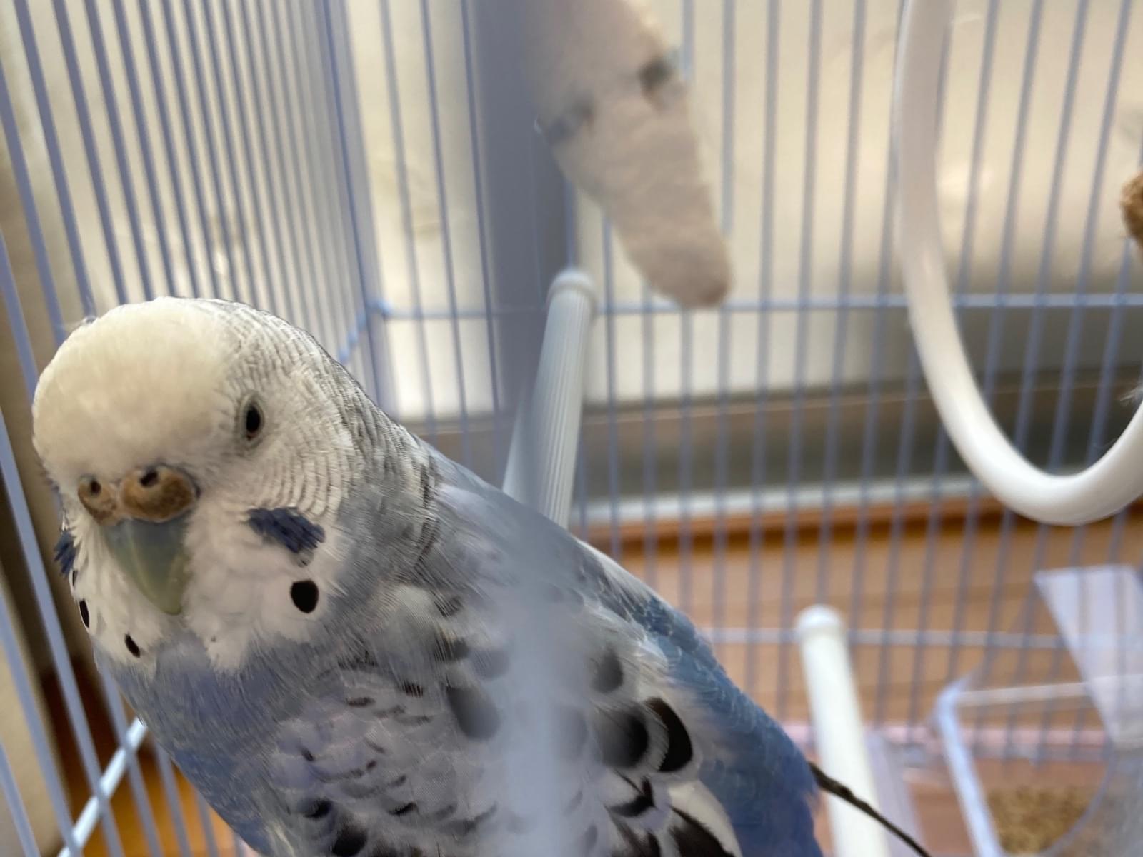 保護された鳥 保護された鳥