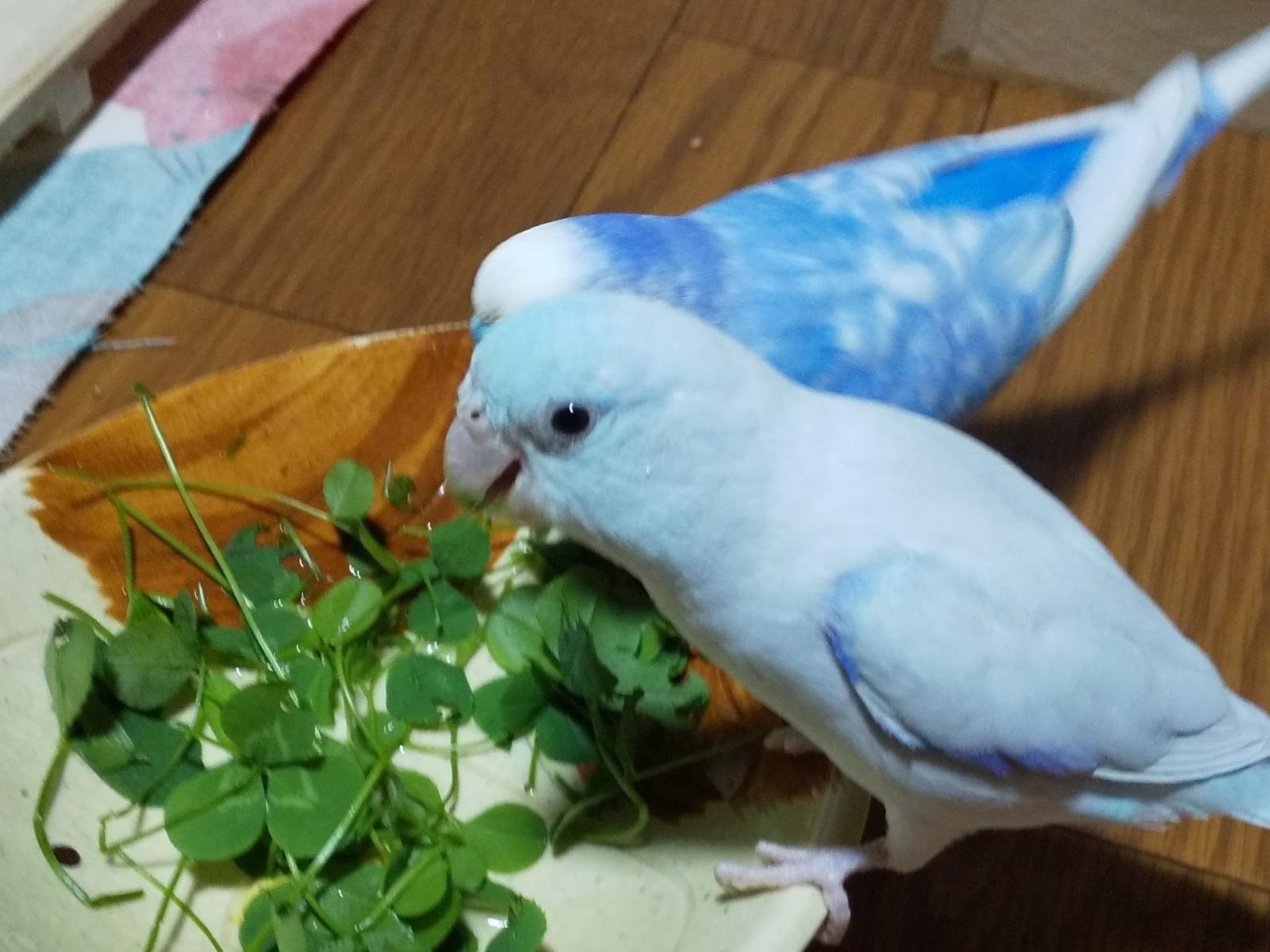 ペペちゃん ペペちゃん
