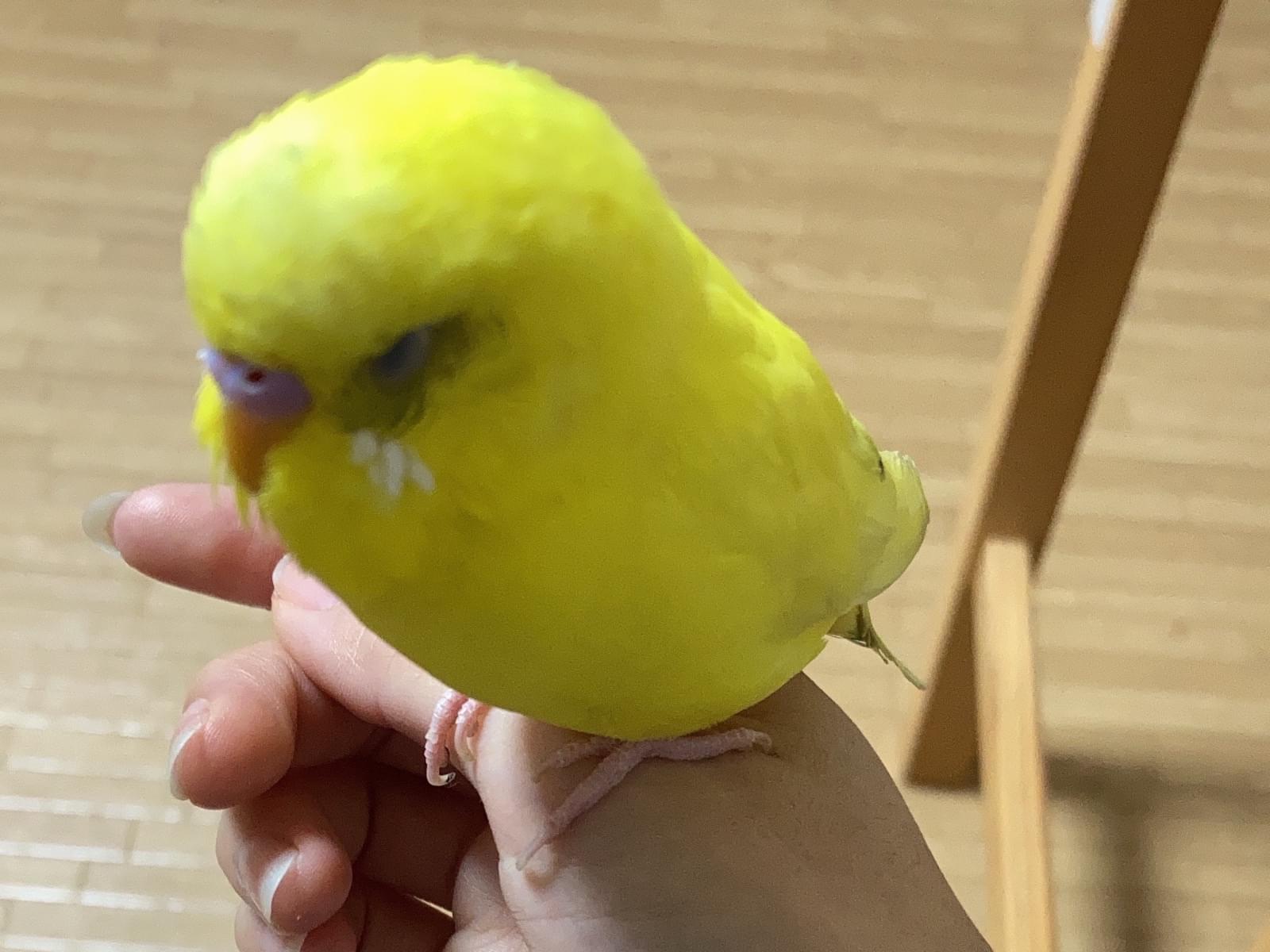 保護された鳥 保護された鳥