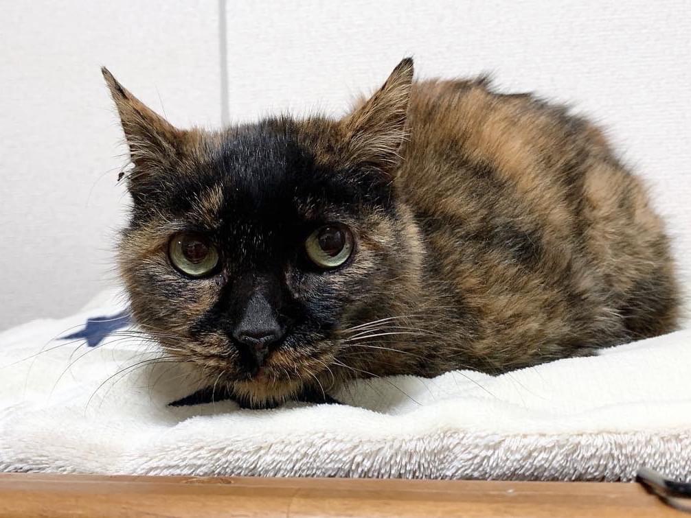 保護された猫 保護された猫