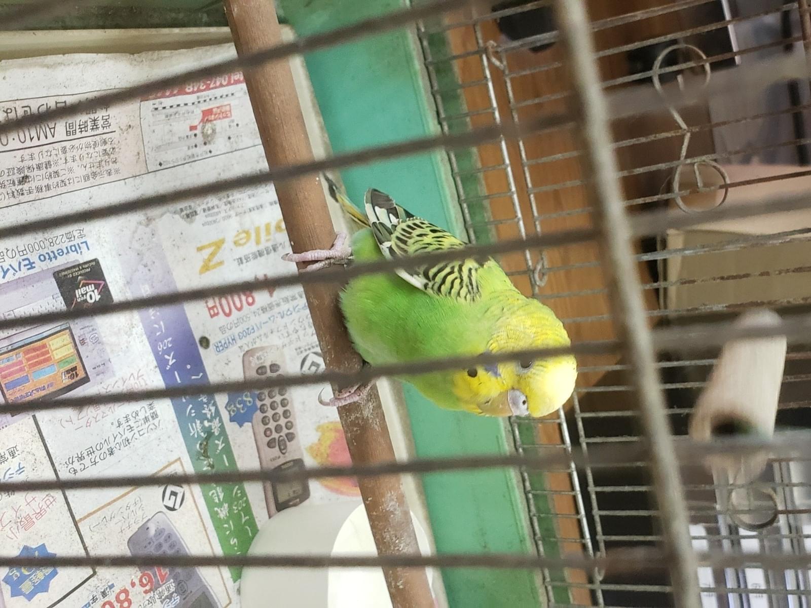 保護された鳥 保護された鳥