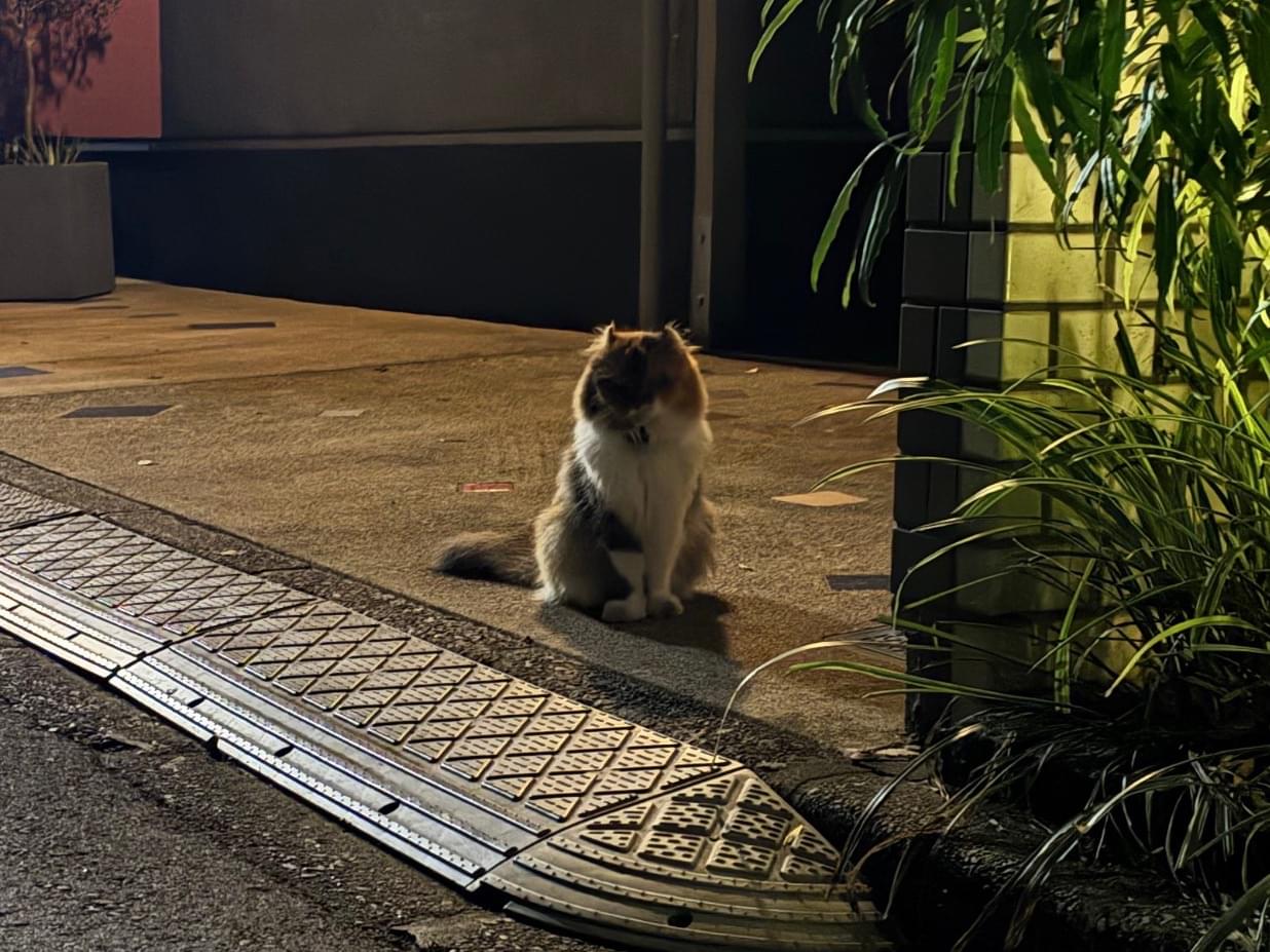 目撃された猫 目撃された猫
