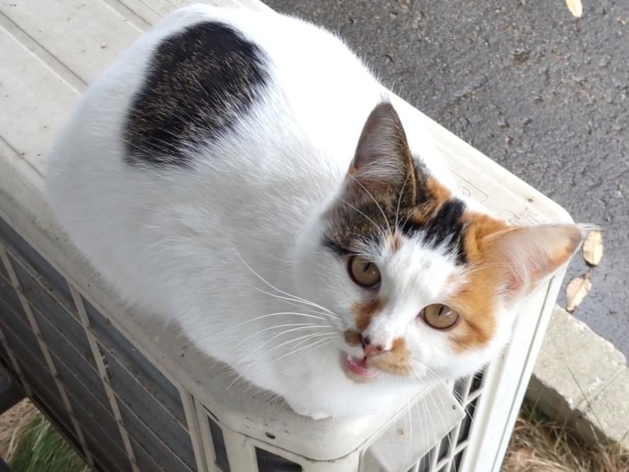 マメちゃん マメちゃん