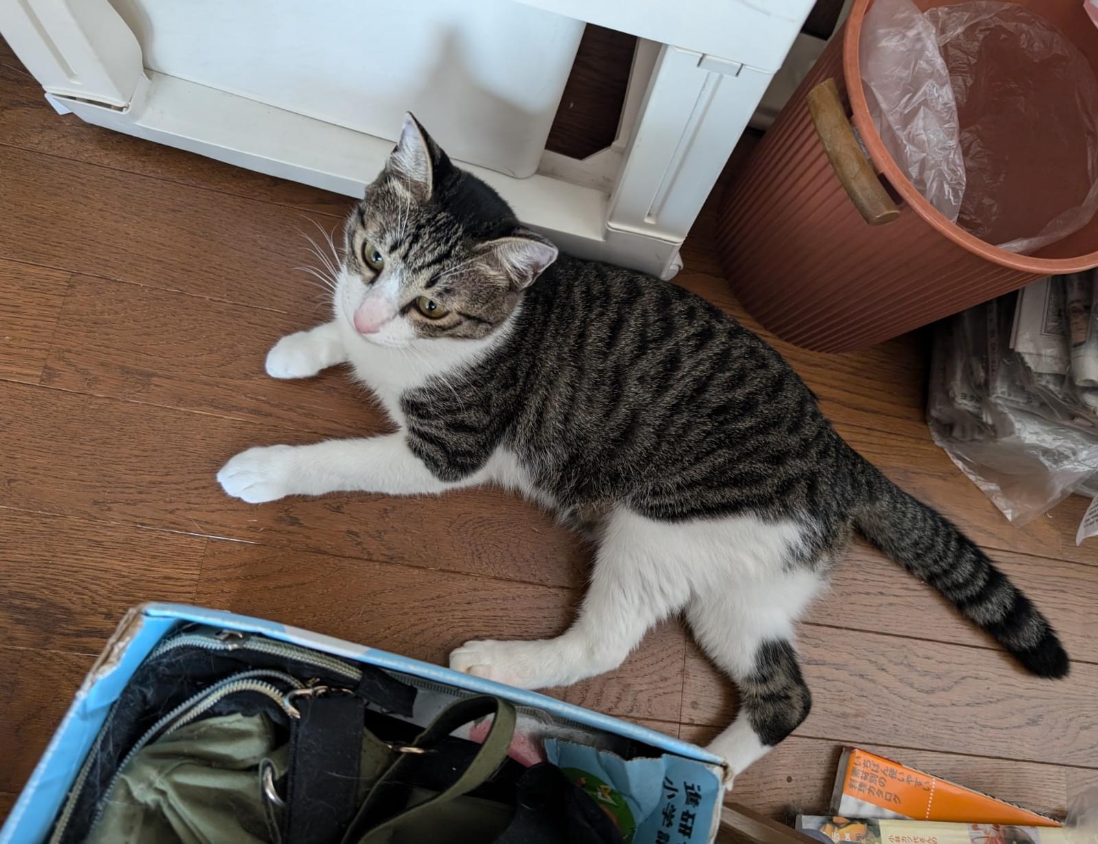 お歳暮・冬ギフト特集2025 キジ白ハチワレ、小柄な猫を探しています 置物