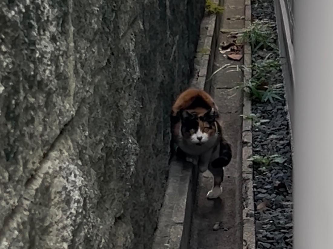 目撃された猫 目撃された猫