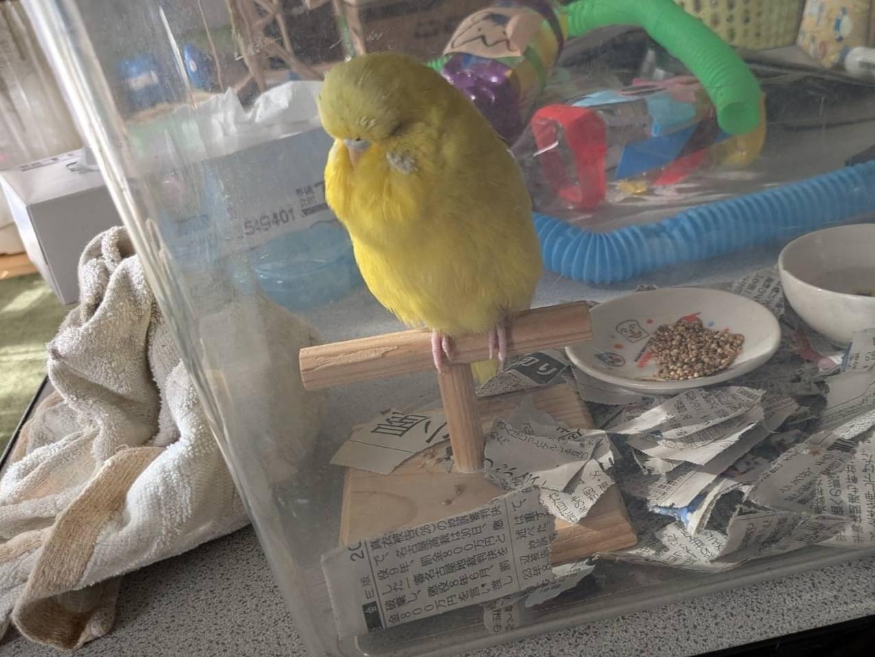 保護された鳥 保護された鳥