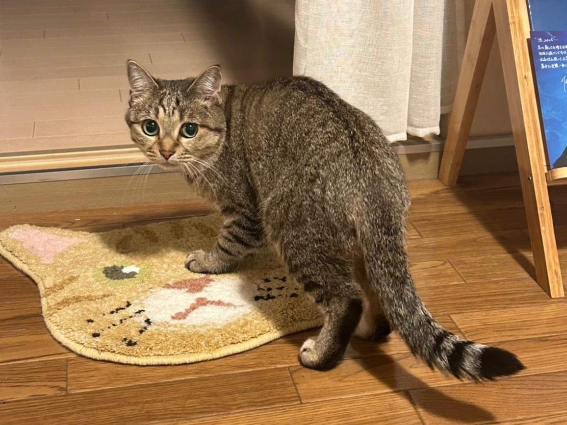 リンちゃん リンちゃん