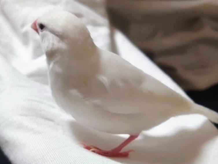ぬく丸ちゃん ぬく丸ちゃん
