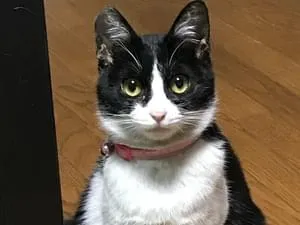 白と黒のハチワレのメス猫を探しています