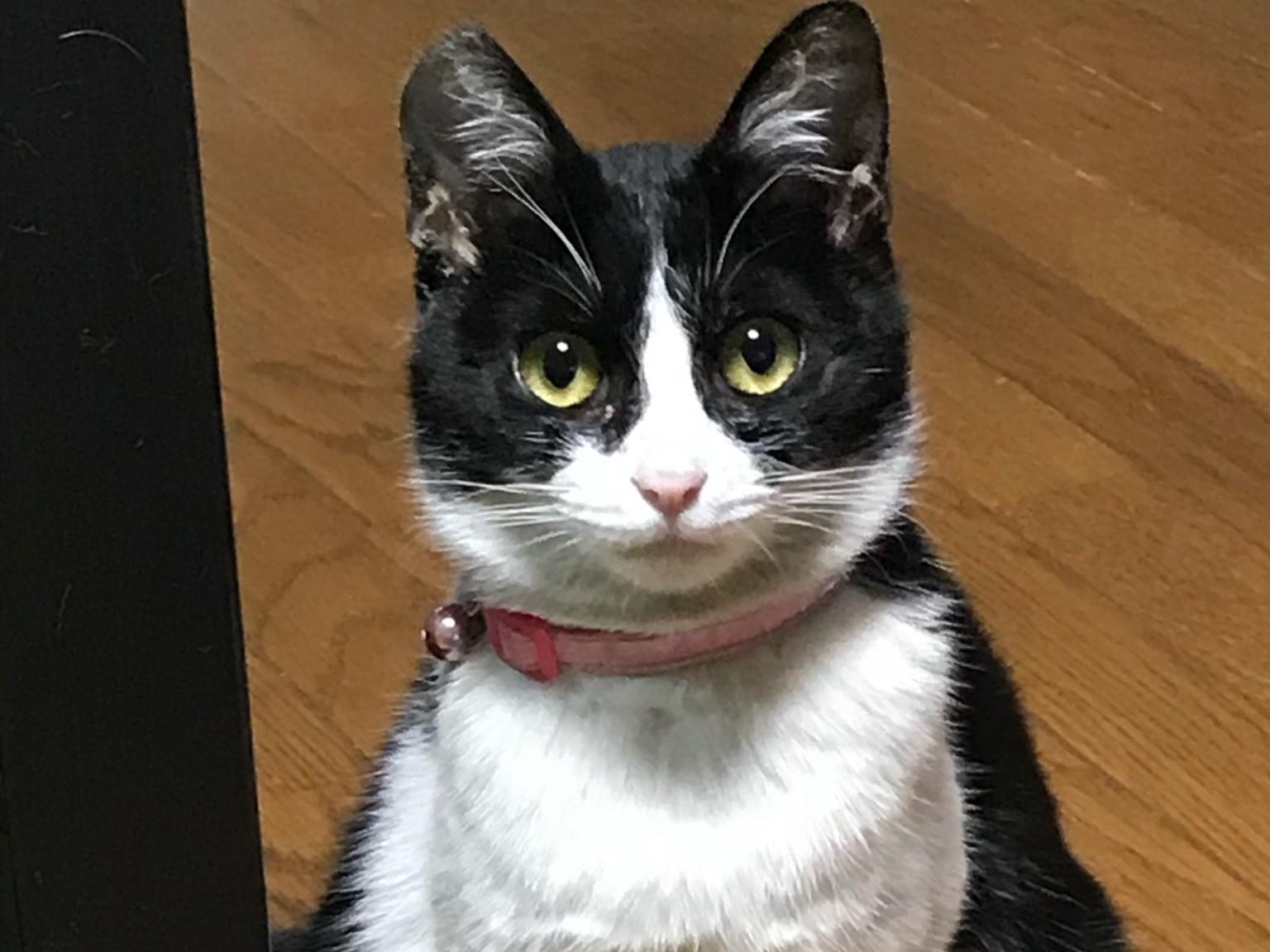 やぎちゃん やぎちゃん