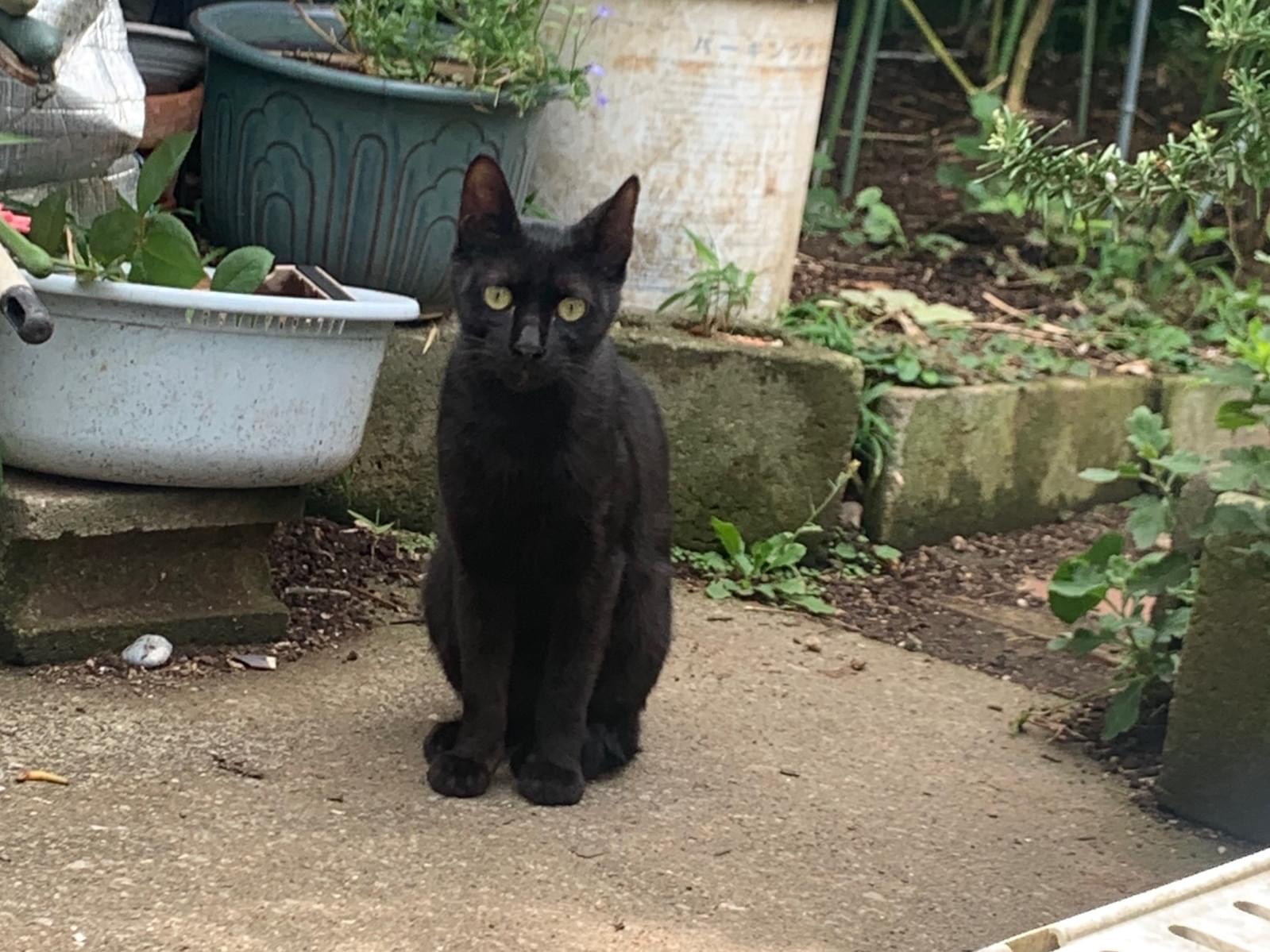目撃された猫 目撃された猫
