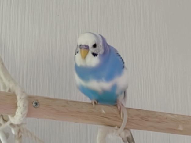 あめちゃん あめちゃん