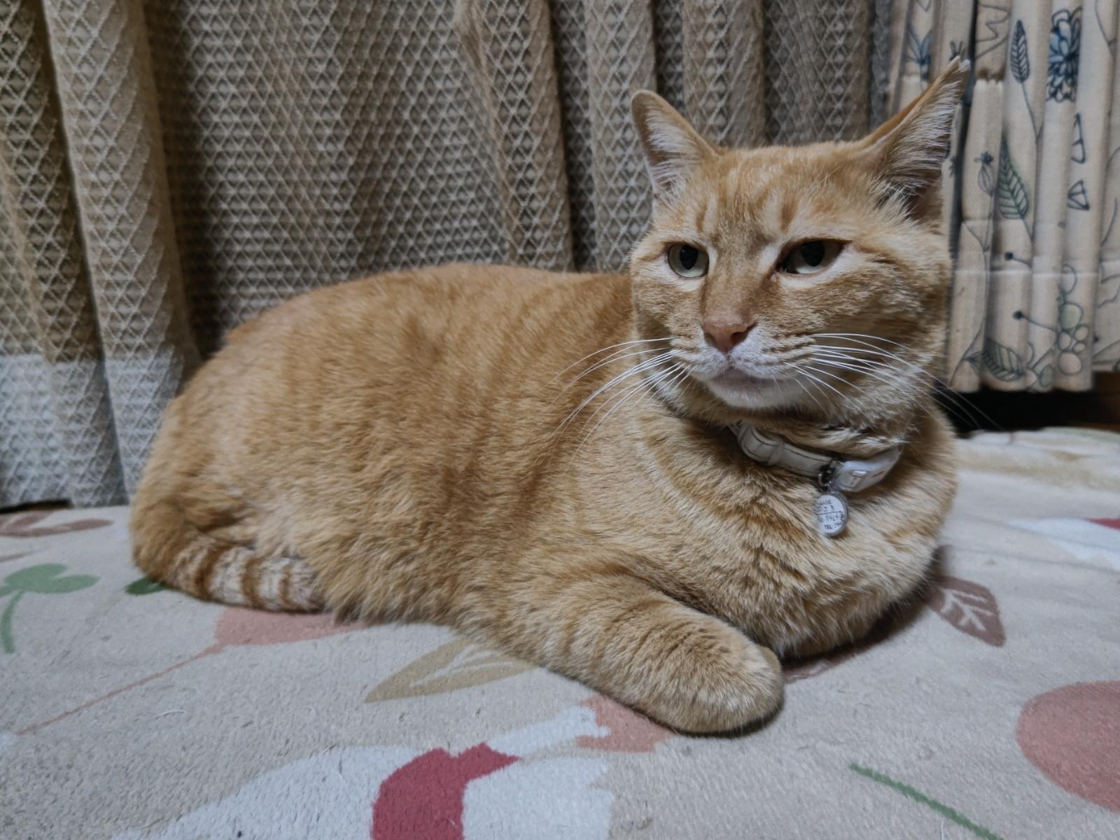 こころちゃん こころちゃん