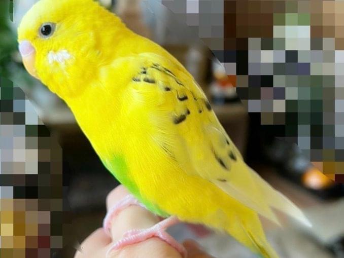 ももちゃん ももちゃん