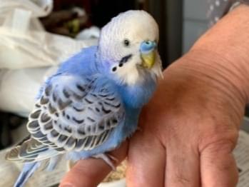 保護された鳥 保護された鳥
