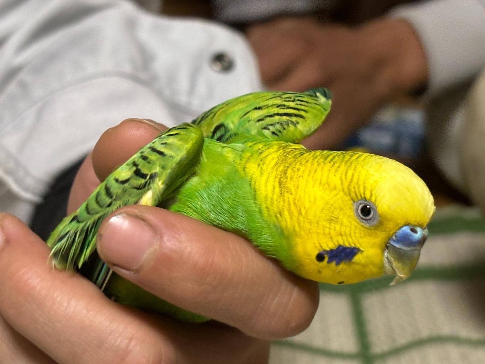 保護された鳥 保護された鳥