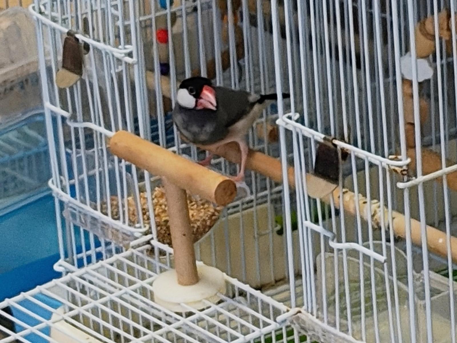 さくらちゃん