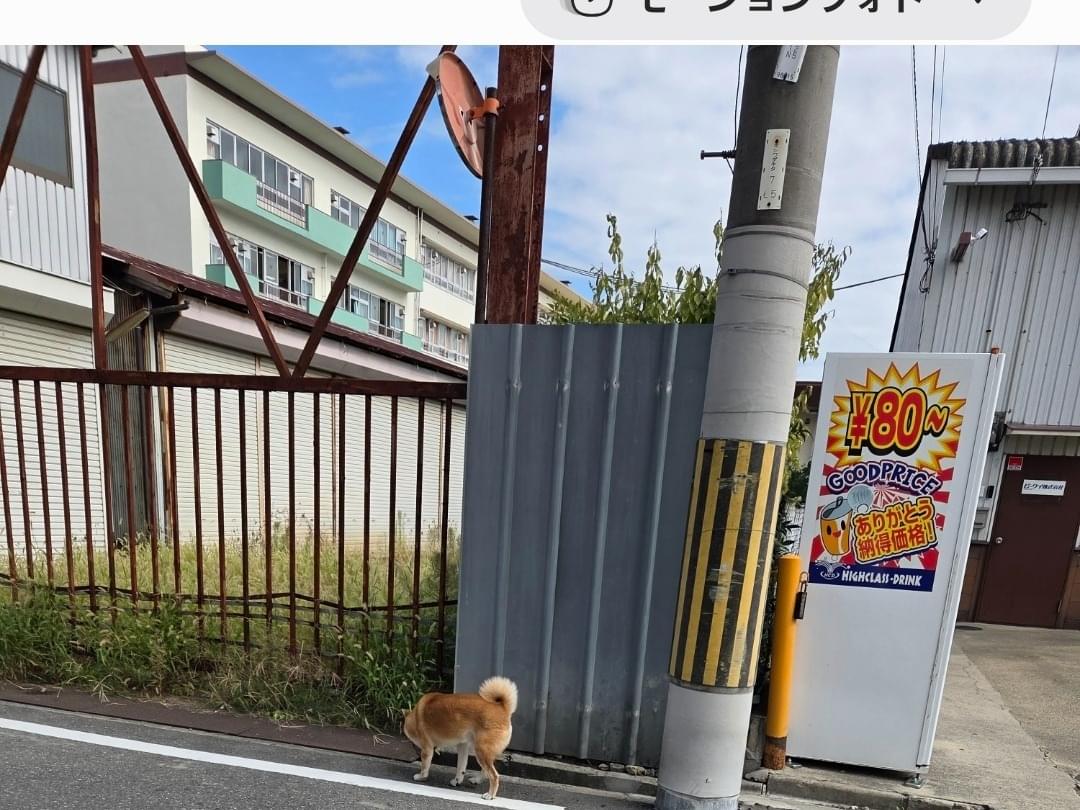 目撃された犬 目撃された犬