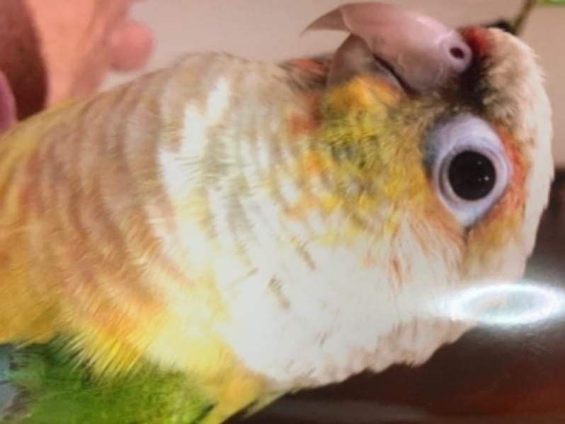 ぴーちゃん ぴーちゃん