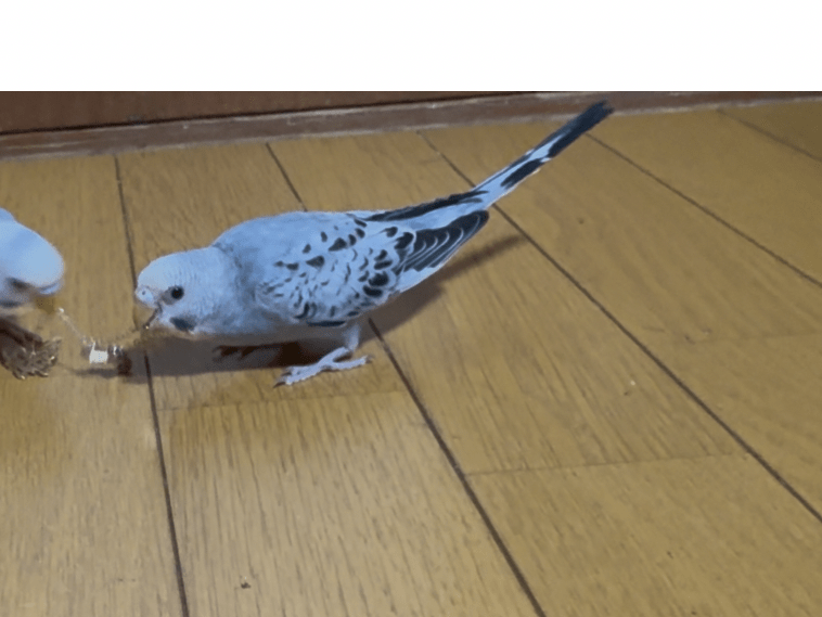 ピチョリンちゃん ピチョリンちゃん