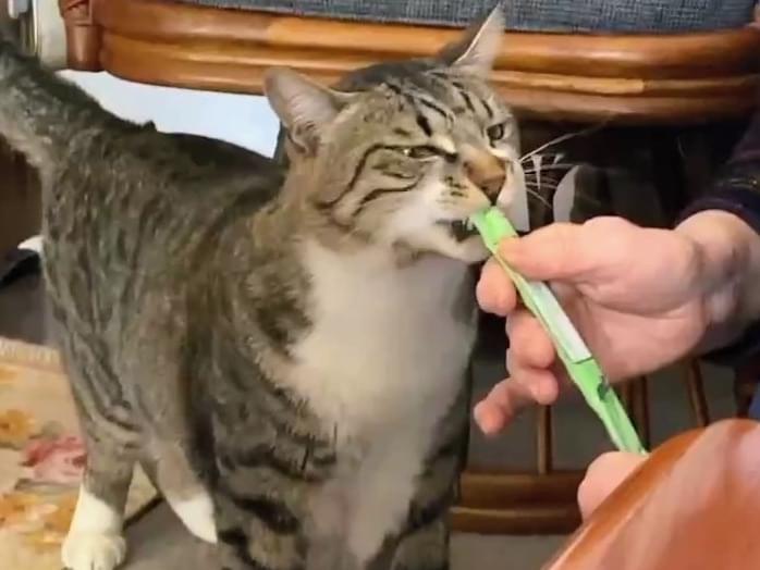 ソックスちゃん ソックスちゃん