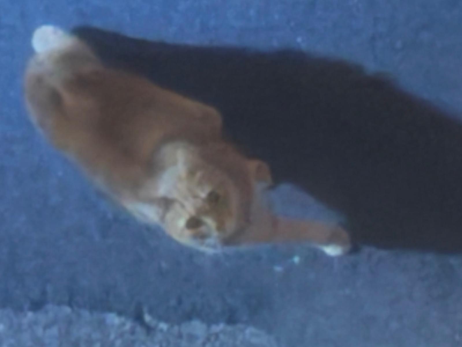 目撃された猫 目撃された猫