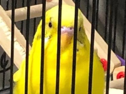 レモンちゃん レモンちゃん