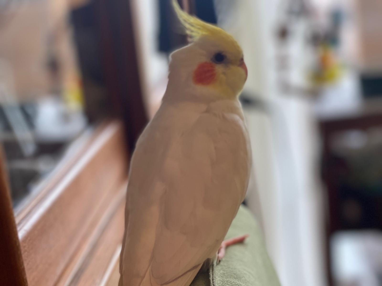 保護された鳥 保護された鳥