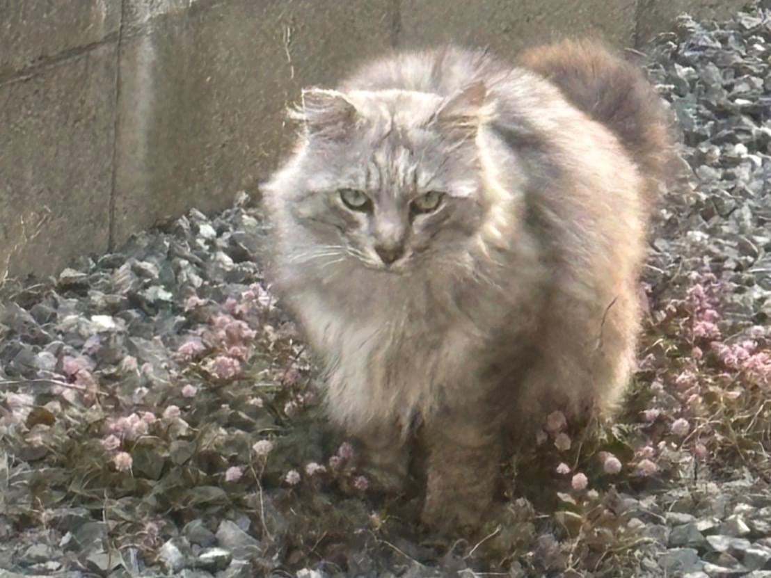 保護された猫